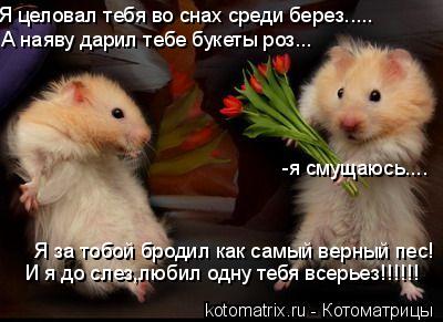 Я целовал тебя во снах среди берез..... А наяву дарил тебе букеты роз... Я за тобой бродил как самый ... Котоматрица: Я целовал тебя во снах среди берез..... А наяву дарил тебе букеты роз... Я за тобой бродил как самый верный пес! И я до слез,любил одну тебя всерь