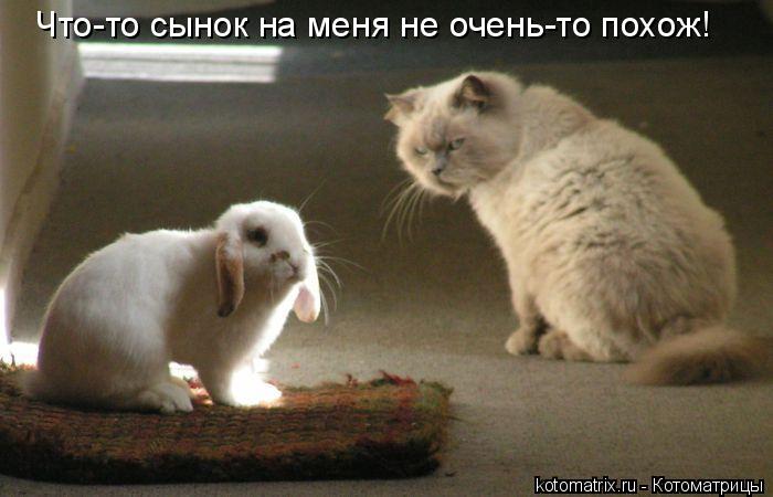 Что-то сынок на меня не очень-то похож!... Котоматрица: Что-то сынок на меня не очень-то похож!
