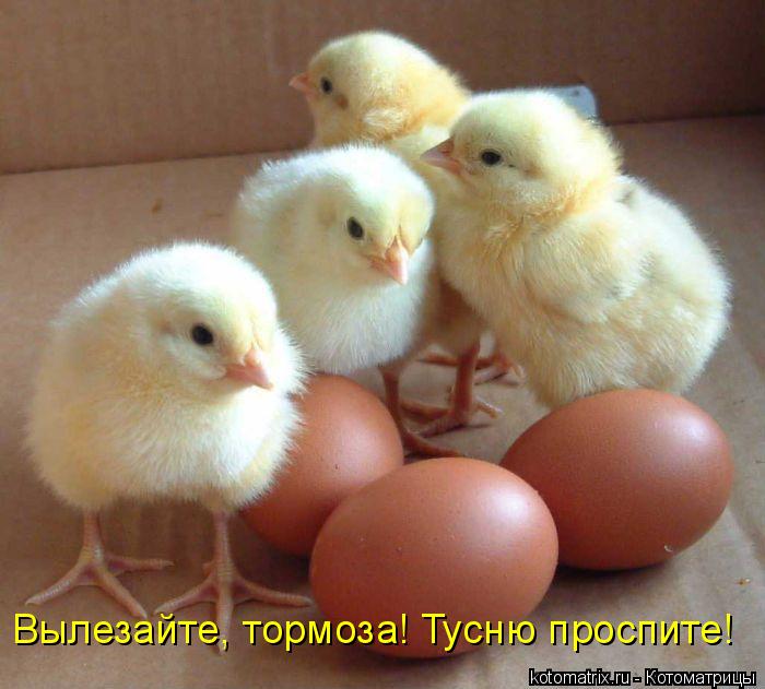Вылезайте, тормоза! Тусню проспите!... Котоматрица: Вылезайте, тормоза! Тусню проспите!