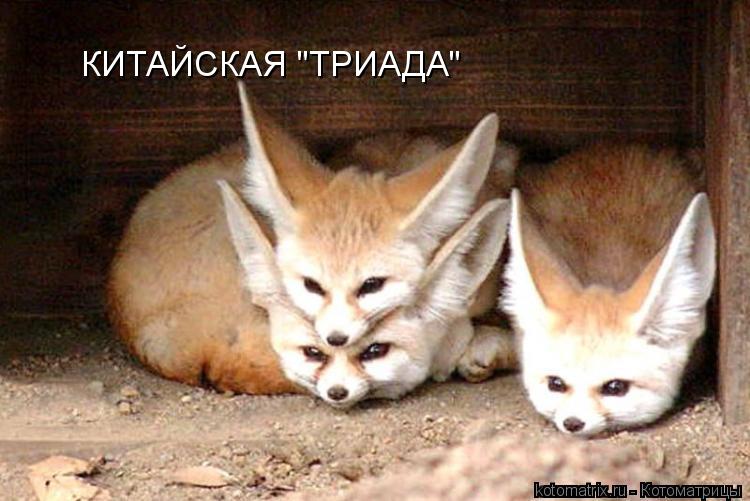 КИТАЙСКАЯ "ТРИАДА"... Котоматрица: КИТАЙСКАЯ "ТРИАДА"