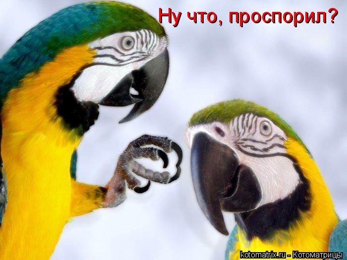 Ну что, проспорил?... Котоматрица: Ну что, проспорил?