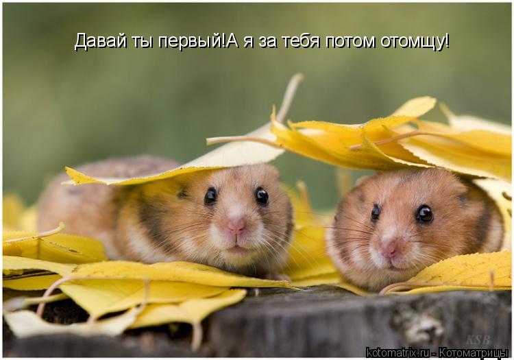 Давай ты первый!А я за тебя потом отомщу!... Котоматрица: Давай ты первый!А я за тебя потом отомщу!
