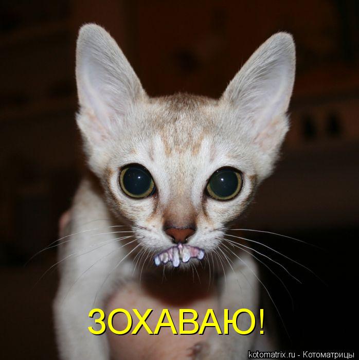 ЗОХАВАЮ!... Котоматрица: ЗОХАВАЮ!