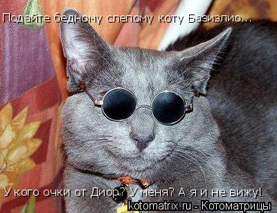 Подайте бедному слепому коту Базизлио... У кого очки от Диор? У меня? А я и не вижу!... Котоматрица: Подайте бедному слепому коту Базизлио... У кого очки от Диор? У меня? А я и не вижу!