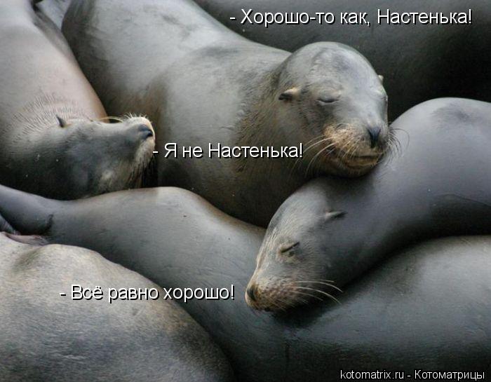 - Хорошо-то как, Настенька! - Я не Настенька! - Всё равно хорошо!... Котоматрица: - Хорошо-то как, Настенька! - Я не Настенька! - Всё равно хорошо!