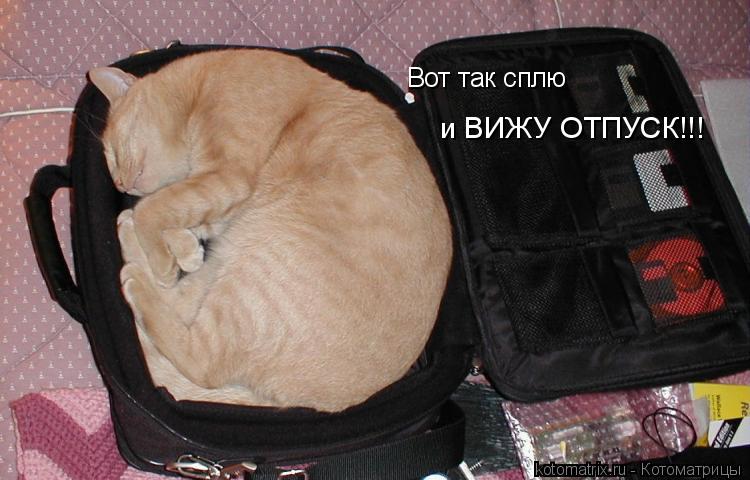 Вот так сплю и ВИЖУ ОТПУСК!!!... Котоматрица: Вот так сплю и ВИЖУ ОТПУСК!!!