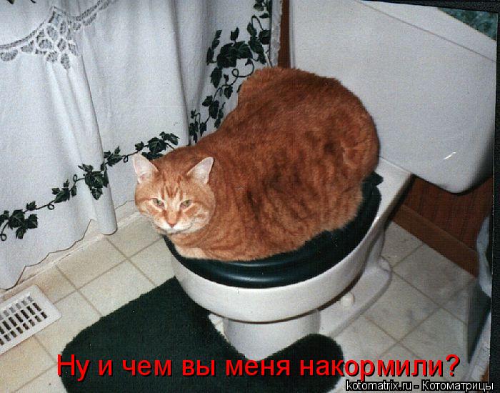 Ну и чем вы меня накормили?... Котоматрица: Ну и чем вы меня накормили?