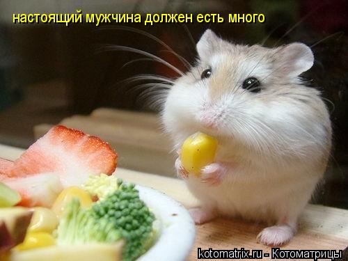 настоящий мужчина должен есть много... Котоматрица: настоящий мужчина должен есть много