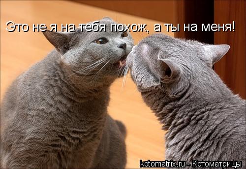 Это не я на тебя похож, а ты на меня!... Котоматрица: Это не я на тебя похож, а ты на меня!