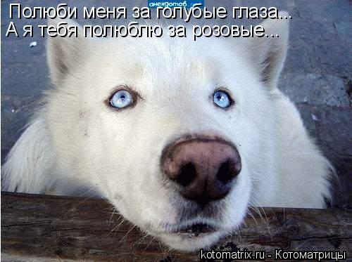 Полюби меня за голубые глаза... А я тебя полюблю за розовые...... Котоматрица: Полюби меня за голубые глаза... А я тебя полюблю за розовые...