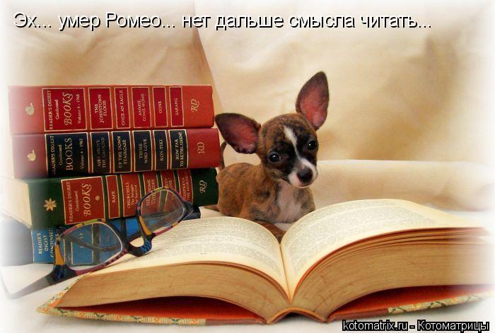 Эх... умер Ромео... нет дальше смысла читать...... Котоматрица: Эх... умер Ромео... нет дальше смысла читать...