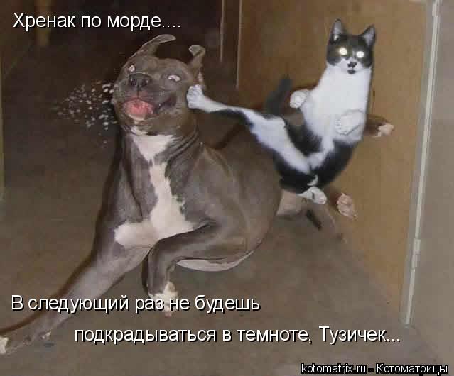 Хренак по морде.... В следующий раз не будешь подкрадываться в темноте, Тузичек...... Котоматрица: Хренак по морде.... В следующий раз не будешь подкрадываться в темноте, Тузичек...