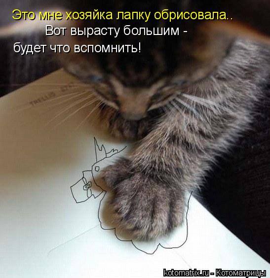 Это мне хозяйка лапку обрисовала.. Вот вырасту большим - будет что вспомнить!... Котоматрица: Это мне хозяйка лапку обрисовала.. Вот вырасту большим - будет что вспомнить!