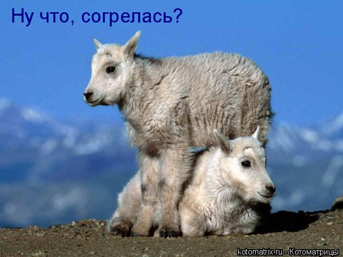 Ну что, согрелась?... Котоматрица: Ну что, согрелась?