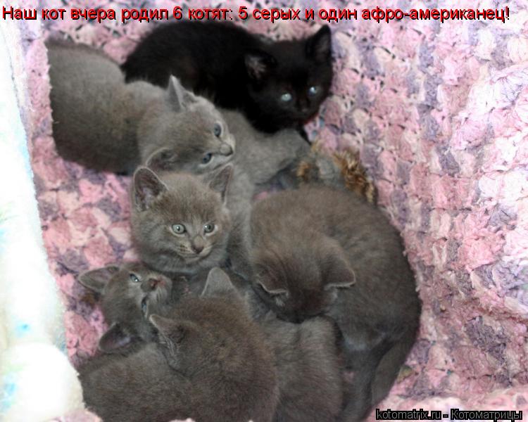 Наш кот вчера родил 6 котят: 5 серых и один афро-американец!... Котоматрица: Наш кот вчера родил 6 котят: 5 серых и один афро-американец!