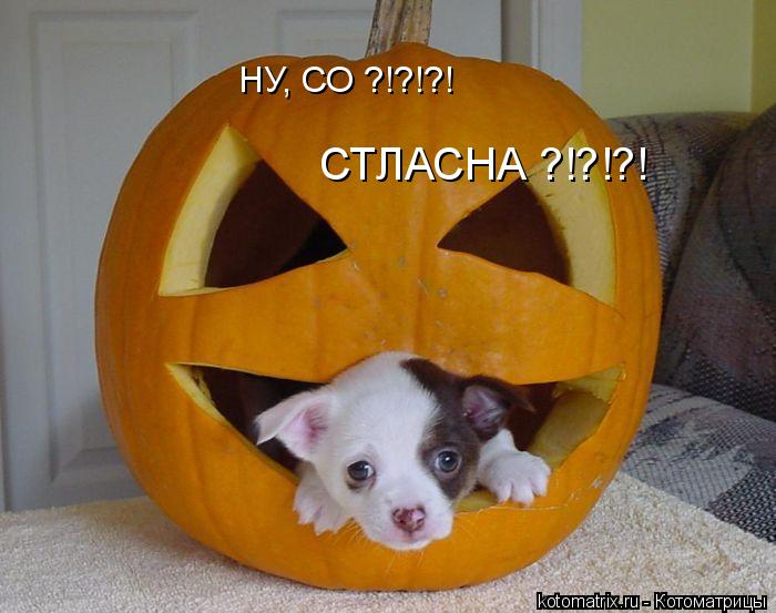 НУ, СО ?!?!?! СТЛАСНА ?!?!?!... Котоматрица: НУ, СО ?!?!?! СТЛАСНА ?!?!?!