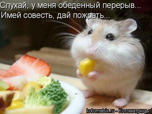 Слухай, у меня обеденный перерыв... Имей совесть, дай пожрать...... Котоматрица: Слухай, у меня обеденный перерыв... Имей совесть, дай пожрать...