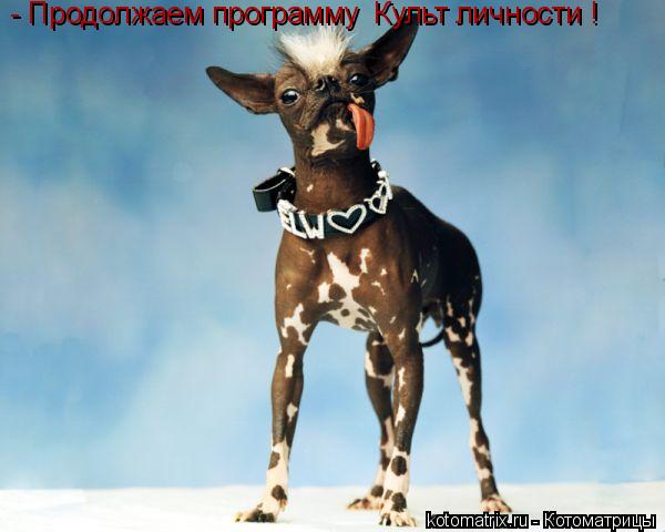 - Продолжаем программу «Культ личности»!... Котоматрица: - Продолжаем программу «Культ личности»!