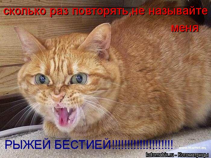 сколько раз повторять,не называйте меня РЫЖЕЙ БЕСТИЕЙ!!!!!!!!!!!!!!!!!!!!... Котоматрица: сколько раз повторять,не называйте меня РЫЖЕЙ БЕСТИЕЙ!!!!!!!!!!!!!!!!!!!!