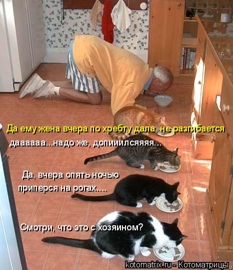 Смотри, что это с хозяином? Да, вчера опять ночью приперся на рогах.... даааааа...надо же, допииился... Котоматрица: Смотри, что это с хозяином? Да, вчера опять ночью приперся на рогах.... даааааа...надо же, допииилсяяяя... Да ему жена вчера по хребту дала, не ра