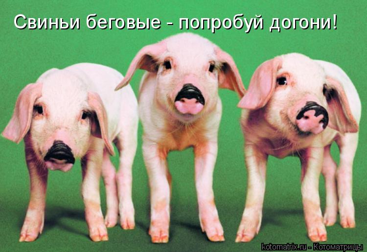Свиньи беговые - попробуй догони!... Котоматрица: Свиньи беговые - попробуй догони!