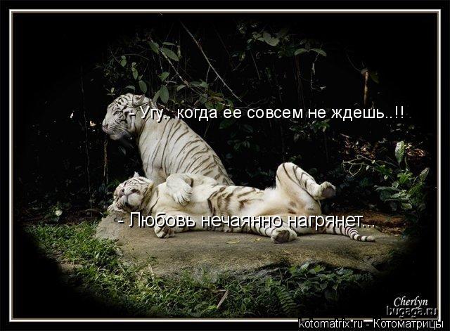 - Любовь нечаянно нагрянет... - Угу.. когда ее совсем не ждешь..!!... Котоматрица: - Любовь нечаянно нагрянет... - Угу.. когда ее совсем не ждешь..!!