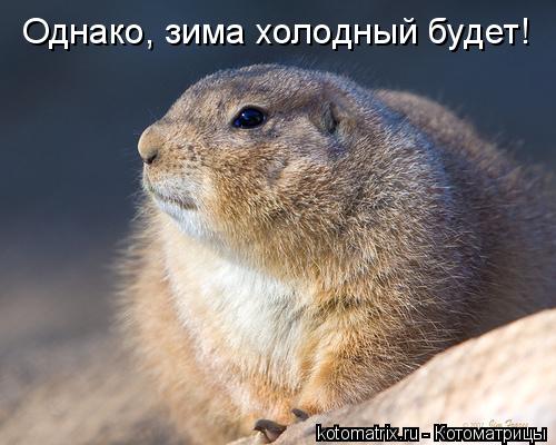Однако, зима холодный будет!... Котоматрица: Однако, зима холодный будет!