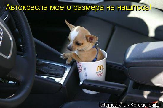 Автокресла моего размера не нашлось!... Котоматрица: Автокресла моего размера не нашлось!