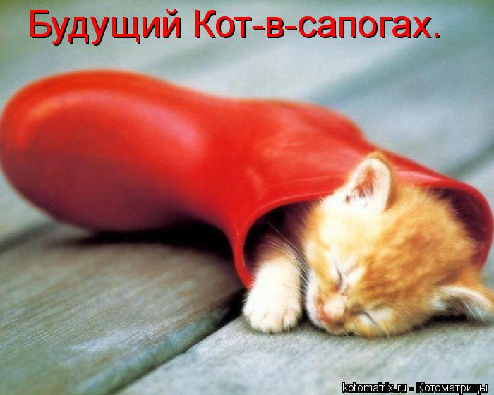 Будущий Кот-в-сапогах.... Котоматрица: Будущий Кот-в-сапогах.