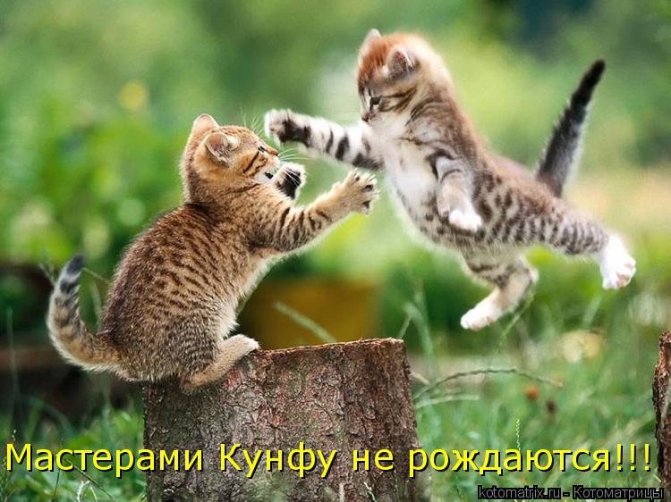 Мастерами Кунфу не рождаются!!!... Котоматрица: Мастерами Кунфу не рождаются!!!