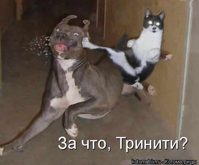 За что, Тринити?... Котоматрица: За что, Тринити?