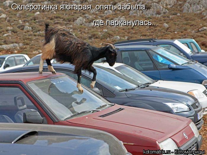 Склеротичка я старая, опять забыла, где парканулась...... Котоматрица: Склеротичка я старая, опять забыла, где парканулась...