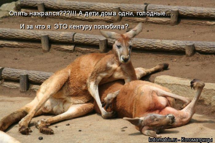 Опять нажрался???!!! А дети дома одни, голодные.... И за что я ЭТО кенгуру полюбила?... Котоматрица: Опять нажрался???!!! А дети дома одни, голодные.... И за что я ЭТО кенгуру полюбила?