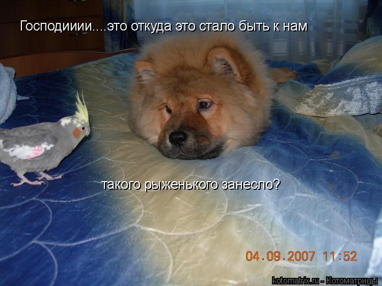 Господииии....это откуда это стало быть к нам такого рыженького занесло?... Котоматрица: Господииии....это откуда это стало быть к нам такого рыженького занесло?