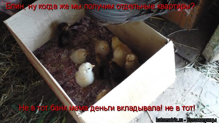 Блин, ну когда же мы получим отдельные квартиры? Не в тот банк мама деньги вкладывала! не в тот!... Котоматрица: Блин, ну когда же мы получим отдельные квартиры? Не в тот банк мама деньги вкладывала! не в тот!