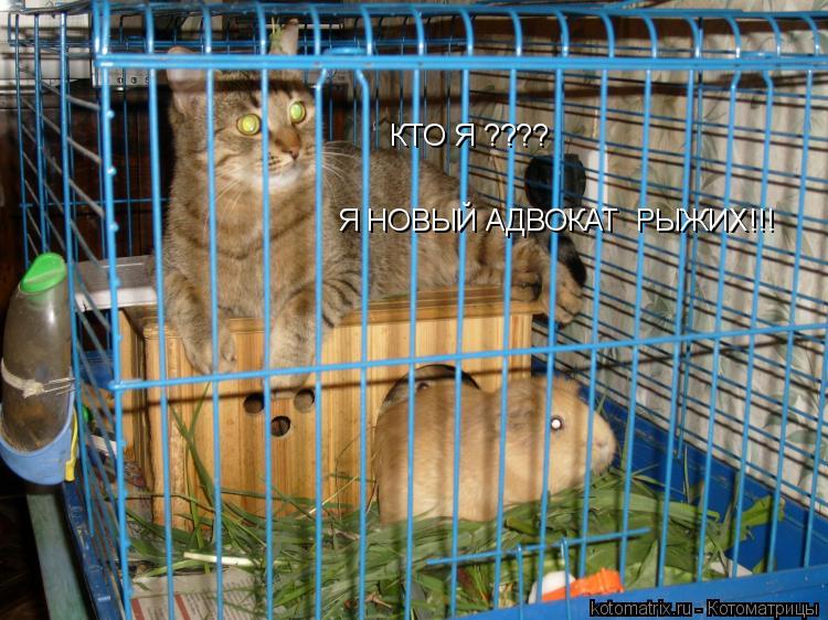 КТО Я ???? Я НОВЫЙ АДВОКАТ РЫЖИХ!!!... Котоматрица: КТО Я ???? Я НОВЫЙ АДВОКАТ РЫЖИХ!!!