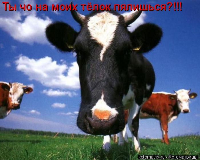 Ты чо на моих тёлок пялишься?!!!... Котоматрица: Ты чо на моих тёлок пялишься?!!!