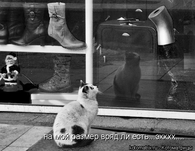 на мой размер вряд ли есть...эхххх....... Котоматрица: на мой размер вряд ли есть...эхххх....