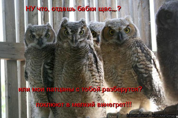 НУ что, отдашь бабки щас...? или мои патцаны с тобой разберутся? поклюют в мелкий винегрет!!!... Котоматрица: НУ что, отдашь бабки щас...? или мои патцаны с тобой разберутся? поклюют в мелкий винегрет!!!