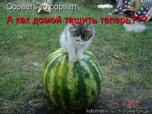 Сорвать то сорвал... А как домой тащить теперь???... Котоматрица: Сорвать то сорвал... А как домой тащить теперь???