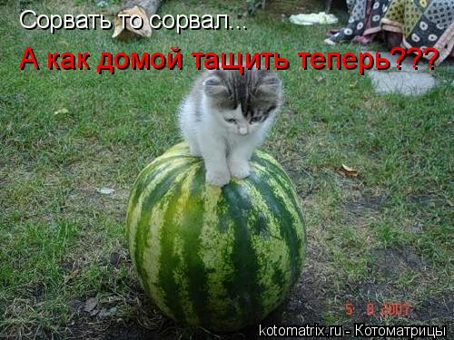 Котоматрица: Сорвать то сорвал... А как домой тащить теперь???