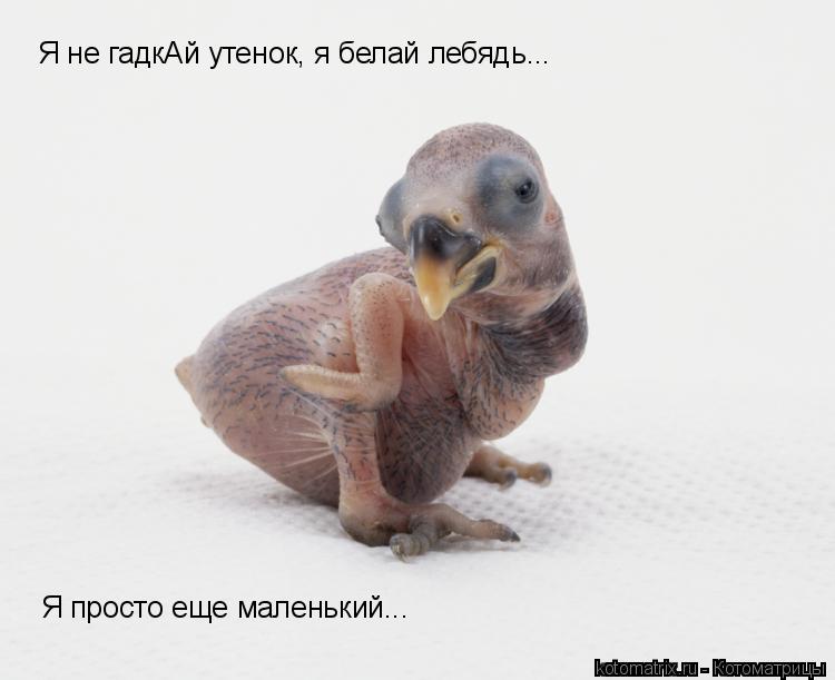 Я не гадкАй утенок, я белай лебядь... Я просто еще маленький...... Котоматрица: Я не гадкАй утенок, я белай лебядь... Я просто еще маленький...