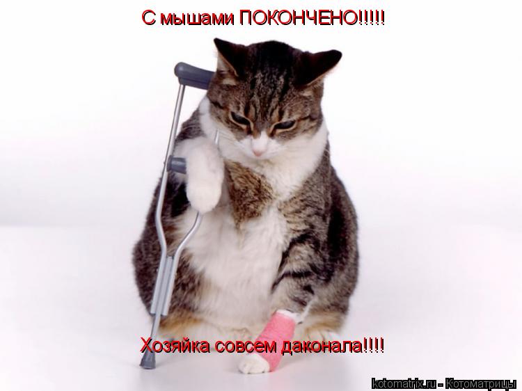 С мышами ПОКОНЧЕНО!!!!! Хозяйка совсем даконала!!!!... Котоматрица: С мышами ПОКОНЧЕНО!!!!! Хозяйка совсем даконала!!!!