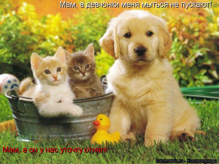 Мам, а девчонки меня мыться не пускают! Мам, а он у нас уточку отнял!... Котоматрица: Мам, а девчонки меня мыться не пускают! Мам, а он у нас уточку отнял!