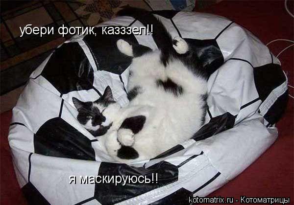 убери фотик, казззел!! я маскируюсь!!... Котоматрица: убери фотик, казззел!! я маскируюсь!!