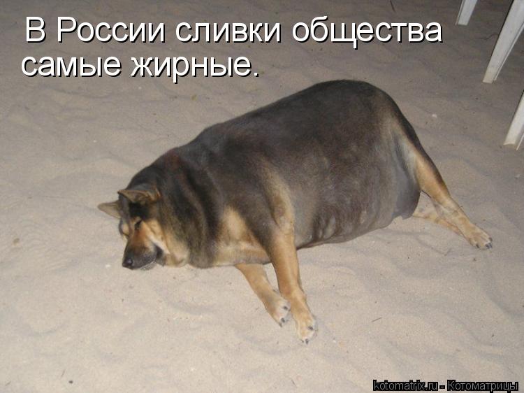 В России сливки общества самые жирные.... Котоматрица: В России сливки общества самые жирные.