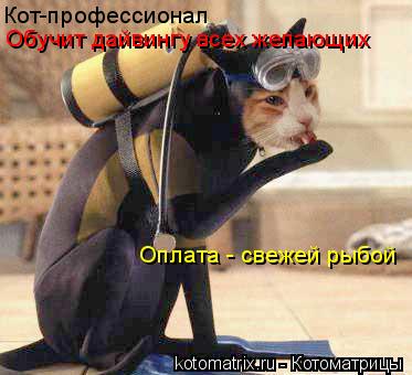 Кот-профессионал Обучит дайвингу всех желающих Оплата - свежей рыбой... Котоматрица: Кот-профессионал Обучит дайвингу всех желающих Оплата - свежей рыбой