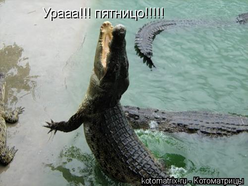 Урааа!!! пятницо!!!!!... Котоматрица: Урааа!!! пятницо!!!!!