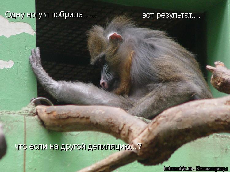 Одну ногу я побрила....... вот результат.... что если на другой депиляцию...?... Котоматрица: Одну ногу я побрила....... вот результат.... что если на другой депиляцию...?