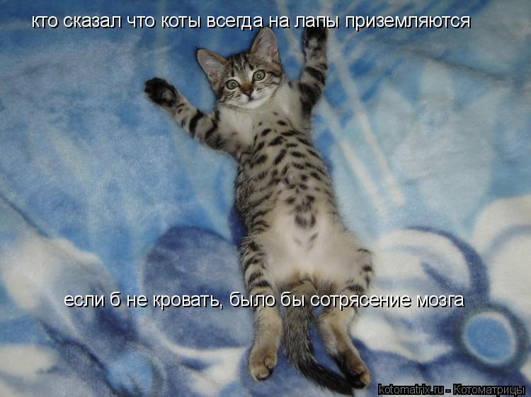 Котоматрица: кто сказал что коты всегда на лапы приземляются если б не кровать, было бы сотрясение мозга